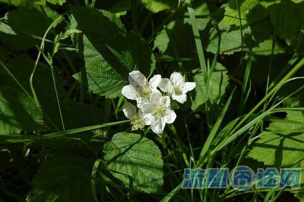 苹果如何选择用副卡流量（苹果如何选择用副卡流量使用）2